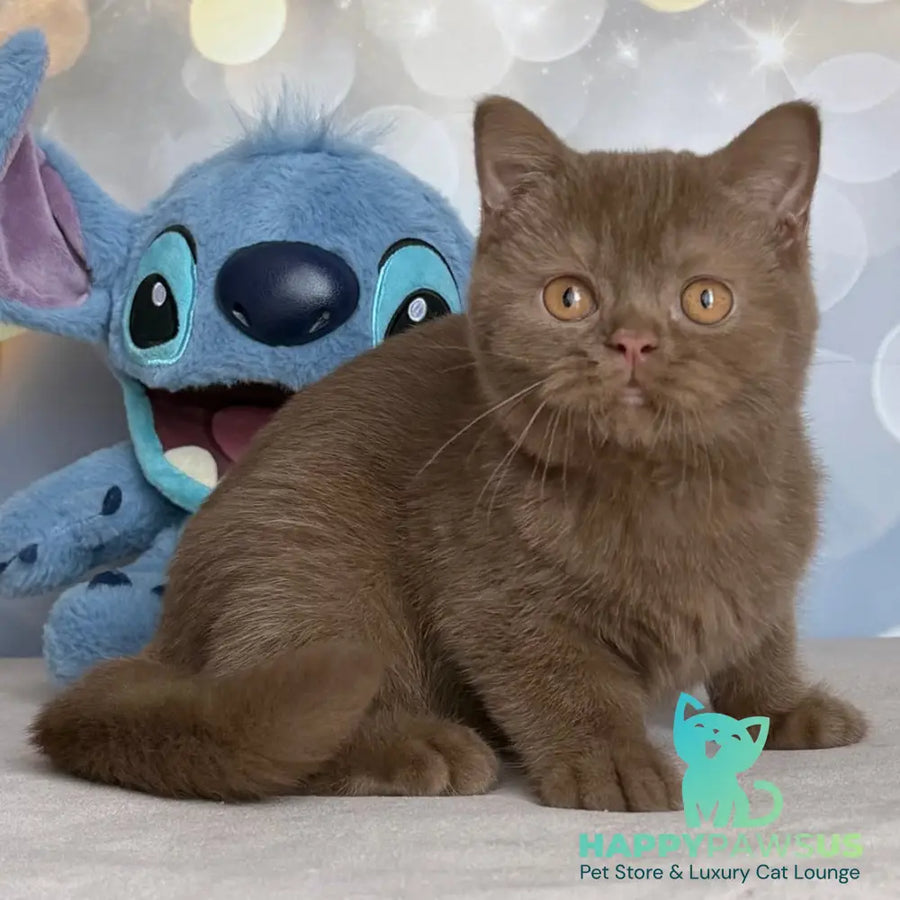 Patrick British Shorthair male cinnamon - live animals