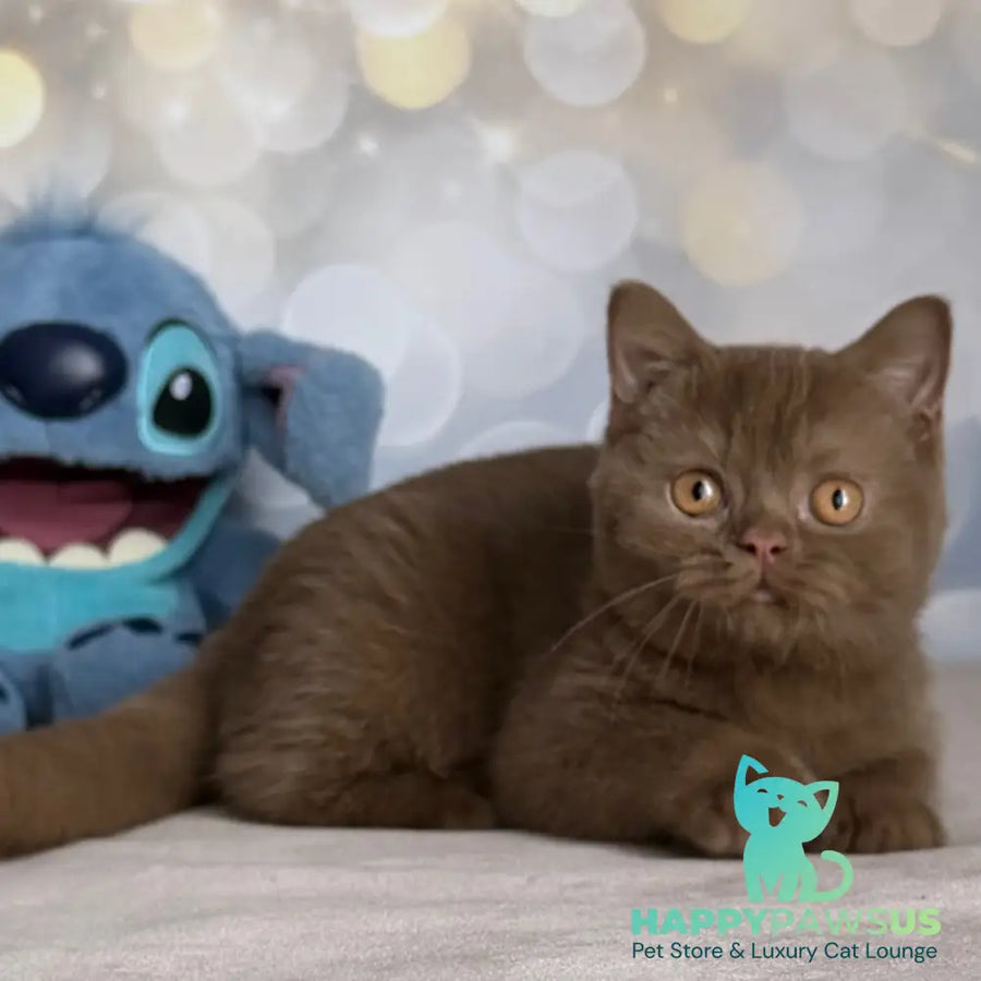 Patrick British Shorthair male cinnamon - live animals
