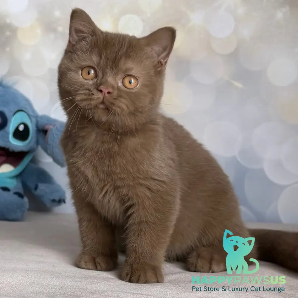 Patrick British Shorthair male cinnamon - live animals