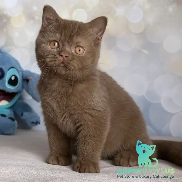 Patrick British Shorthair male cinnamon - live animals