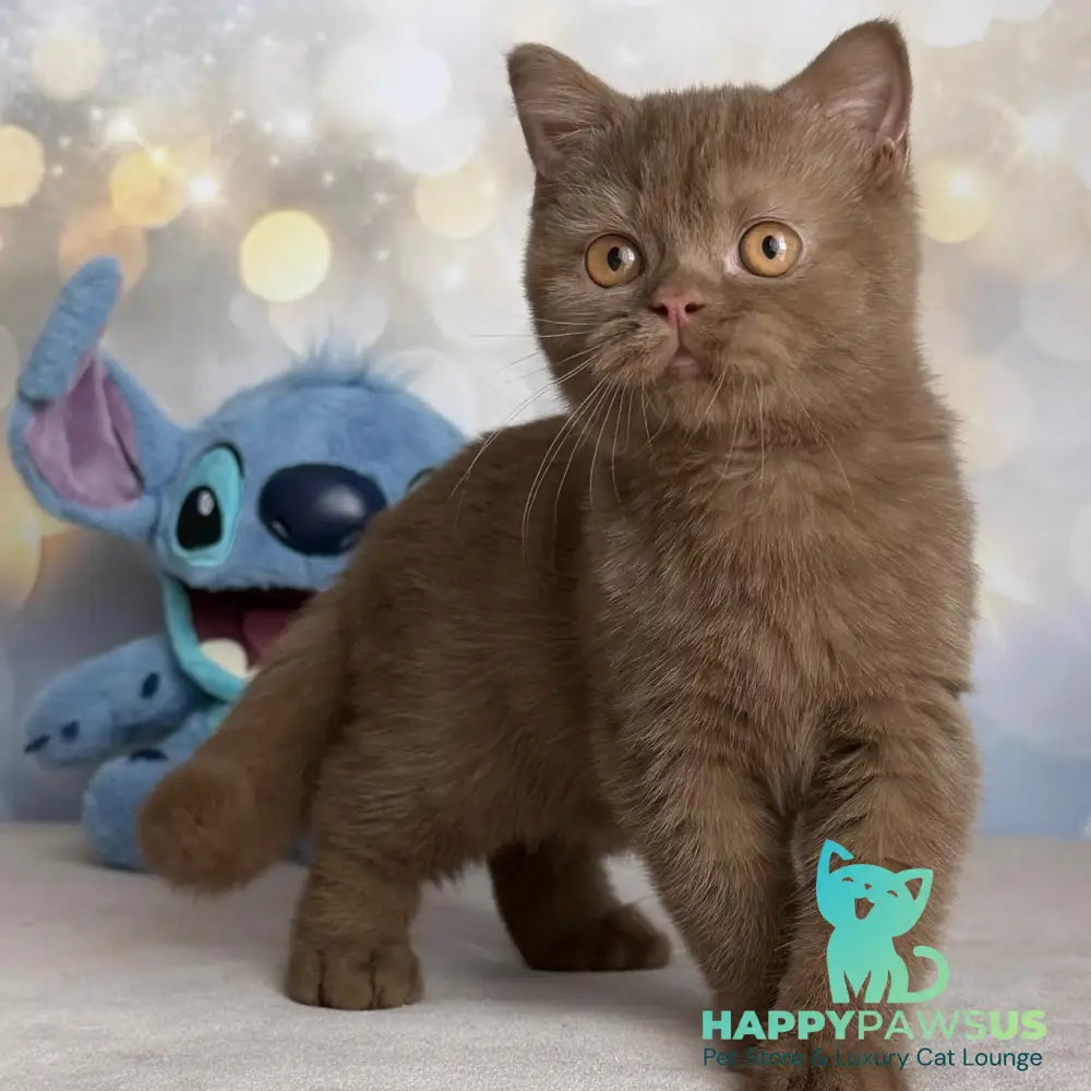 Patrick British Shorthair male cinnamon - live animals