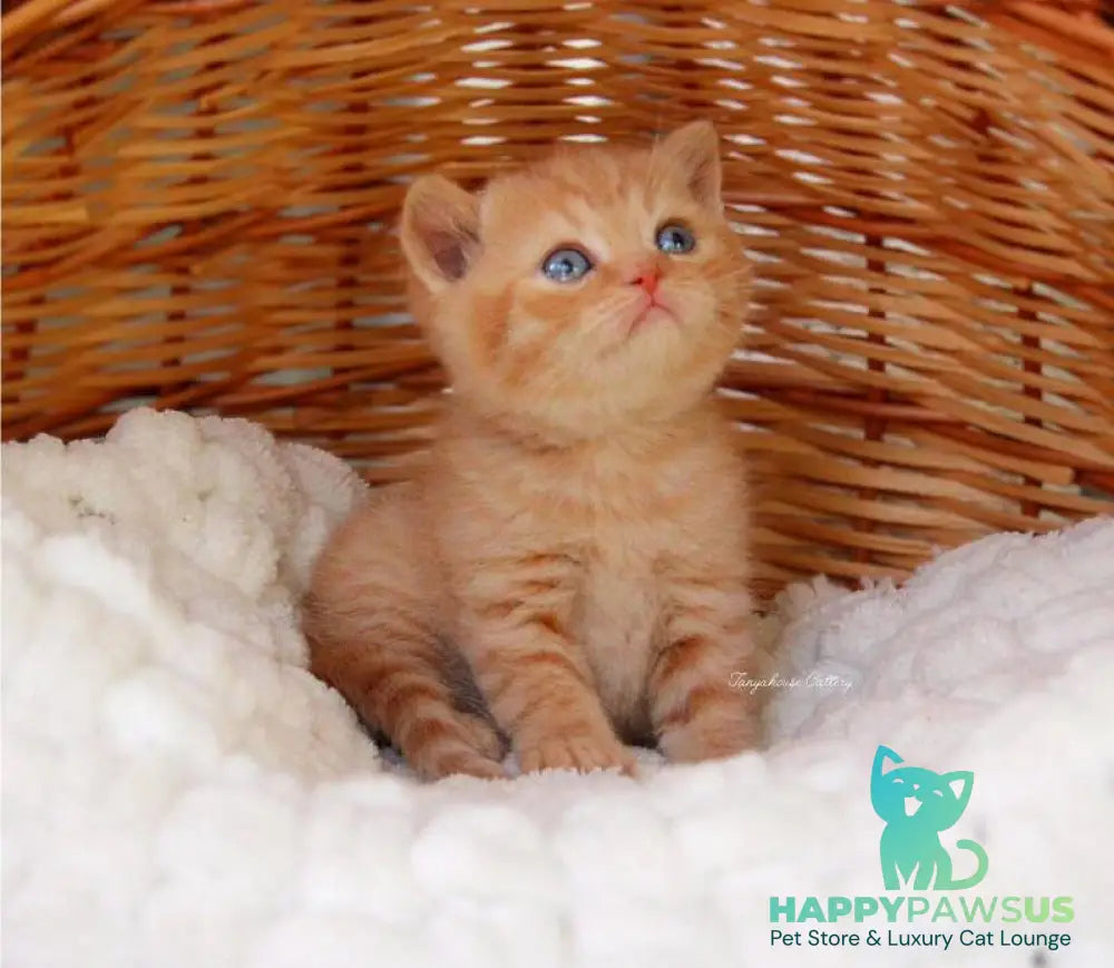 Patrick British Shorthair male red - live animals