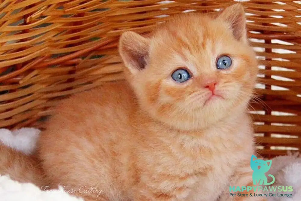 Patrick British Shorthair male red - live animals