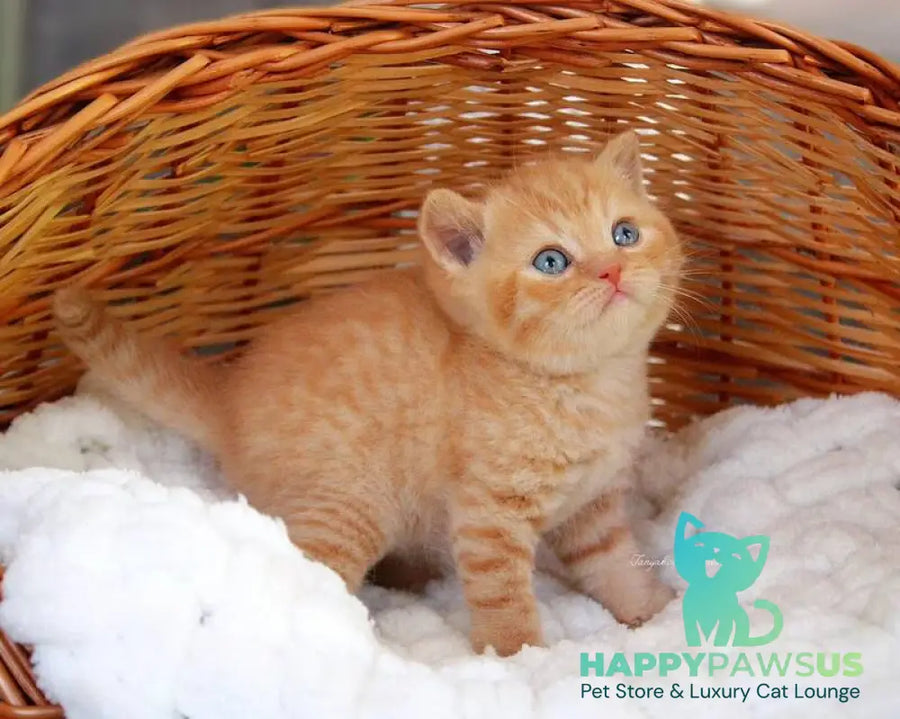 Patrick British Shorthair male red - live animals
