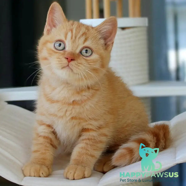 Patrick British Shorthair male red - live animals