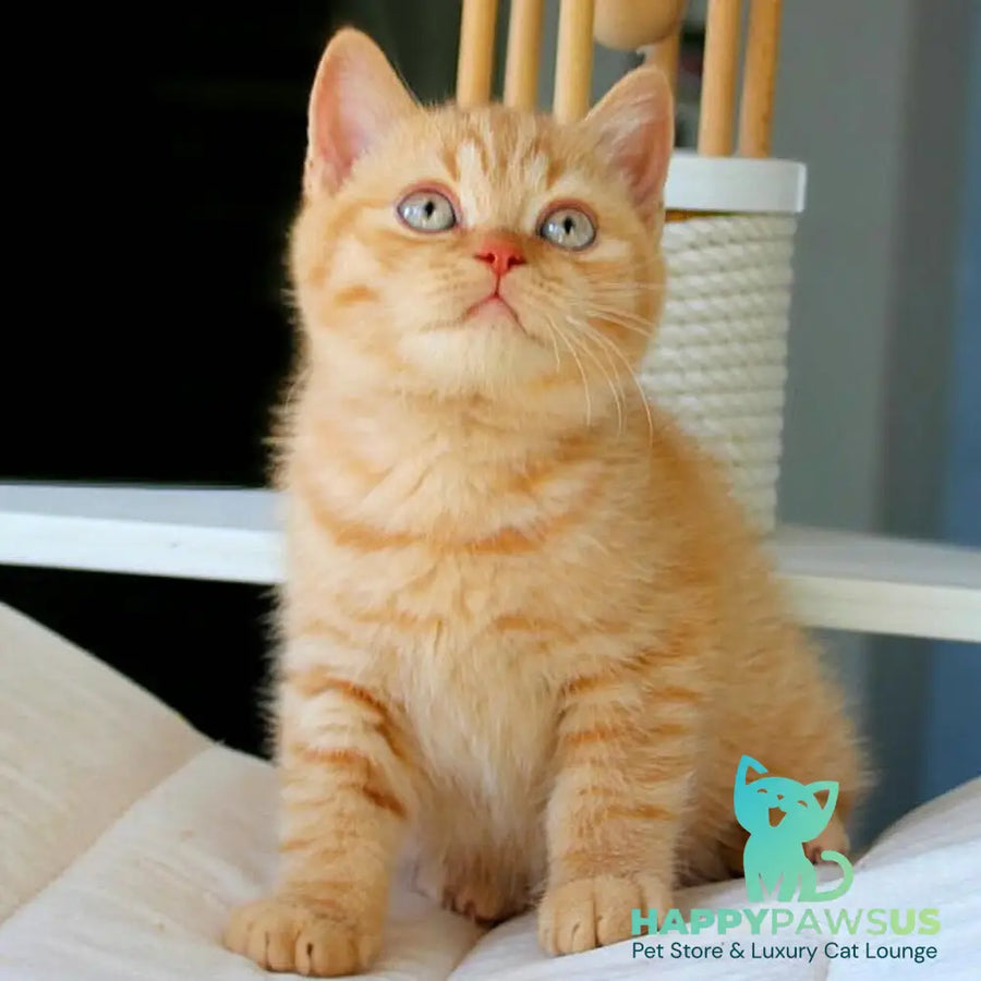 Patrick British Shorthair male red - live animals
