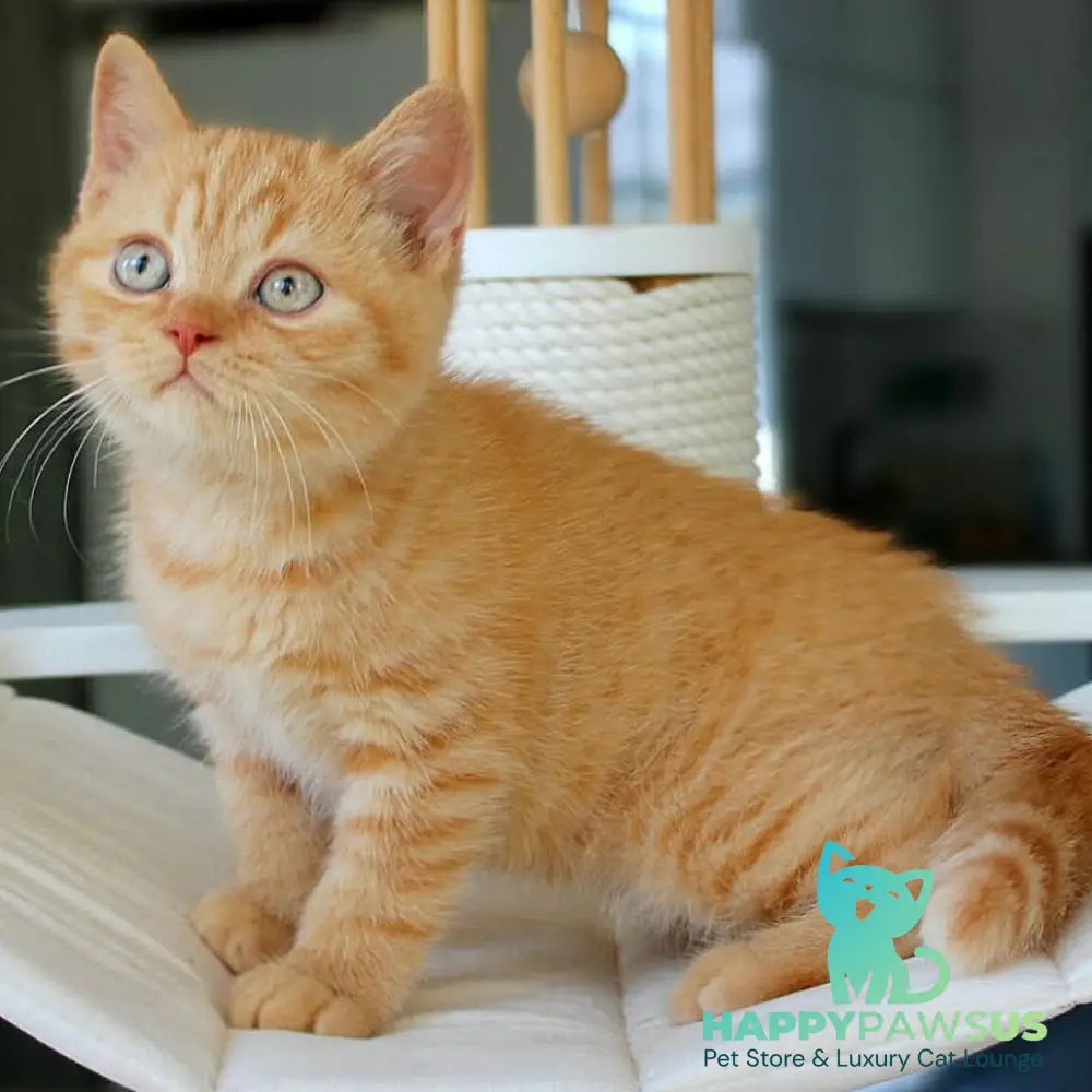 Patrick British Shorthair male red - live animals