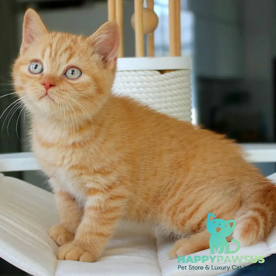 Patrick British Shorthair male red - live animals