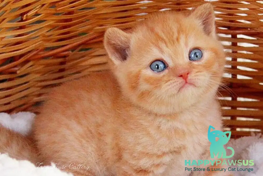 Patrick British Shorthair male red - live animals