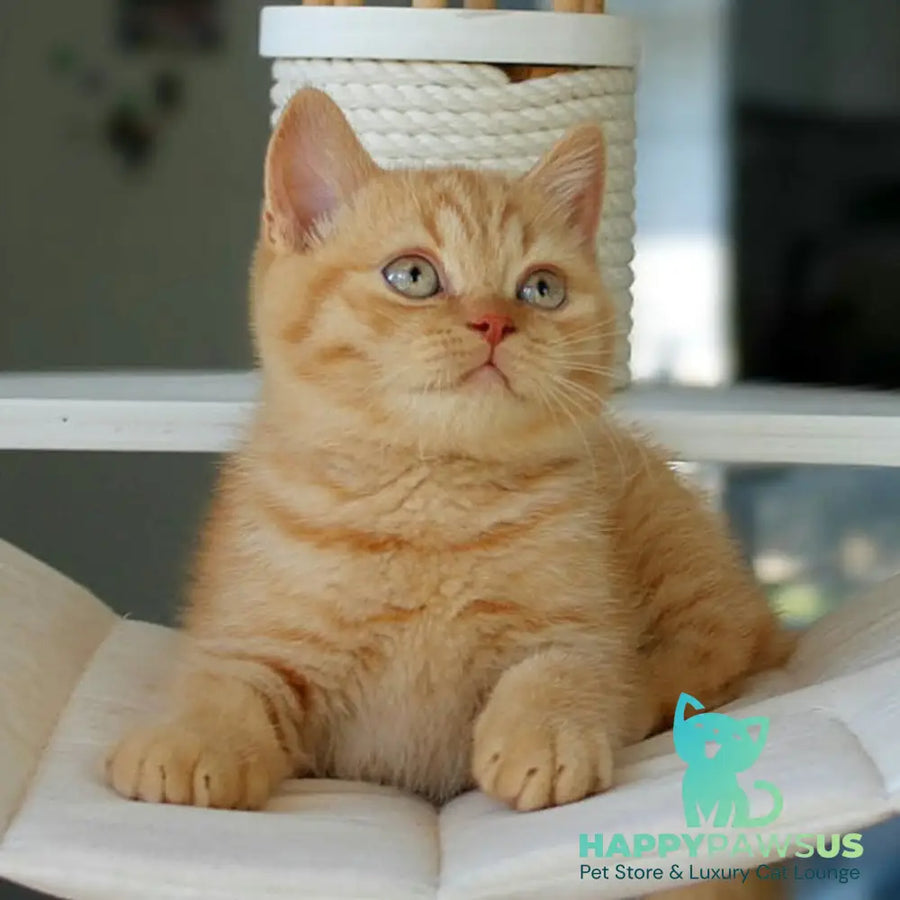 Patrick British Shorthair male red - live animals