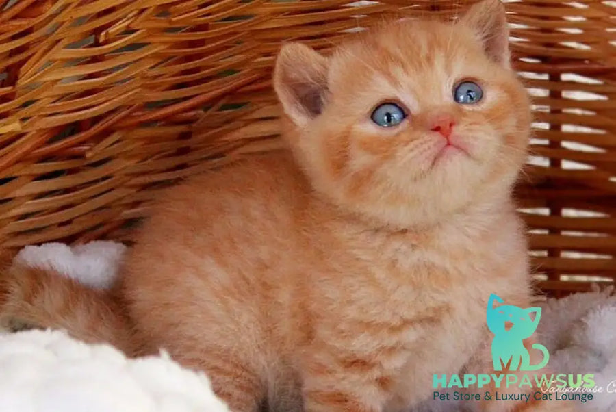 Patrick British Shorthair male red - live animals