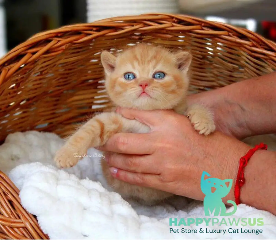 Patrick British Shorthair male red - live animals