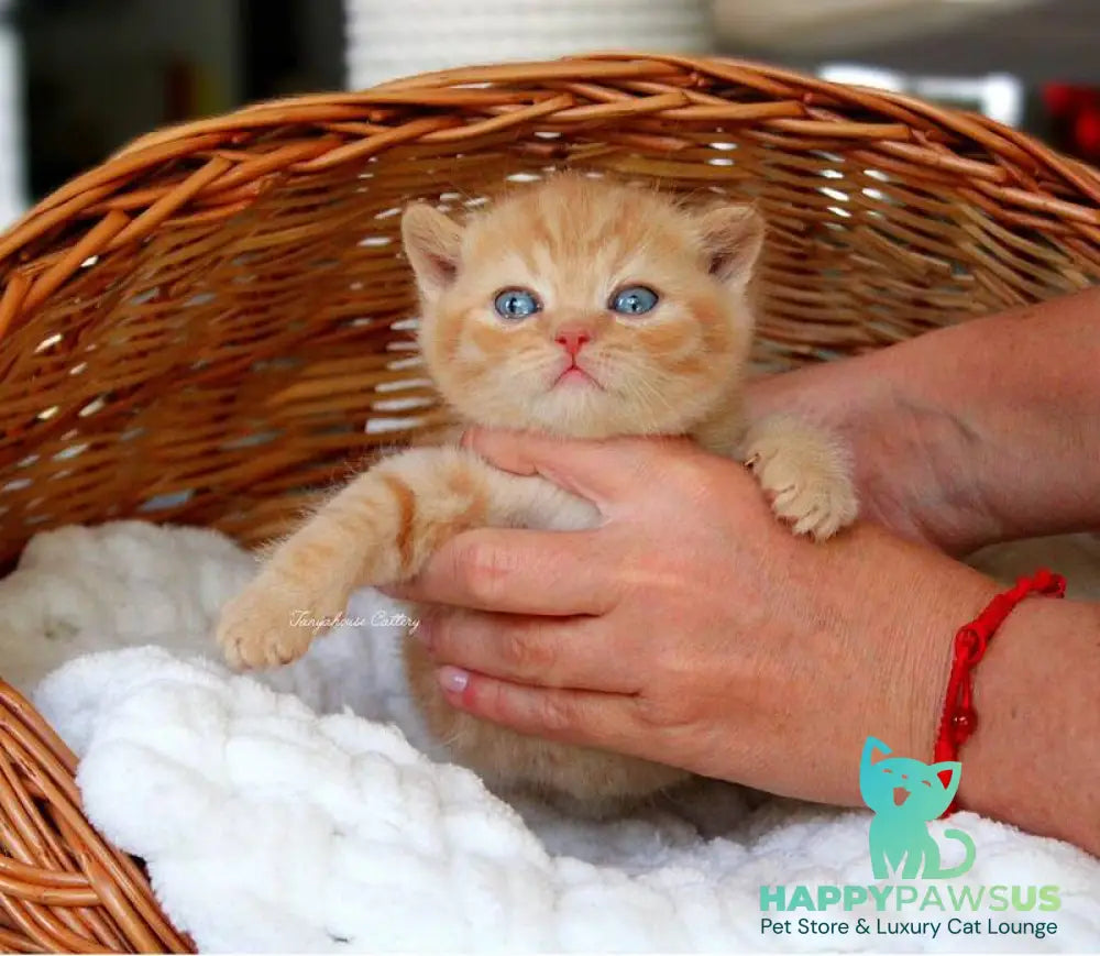 Patrick British Shorthair male red - live animals