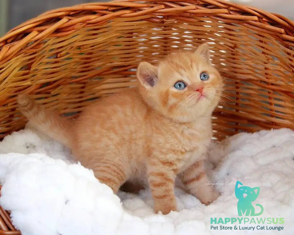 Patrick British Shorthair male red - live animals