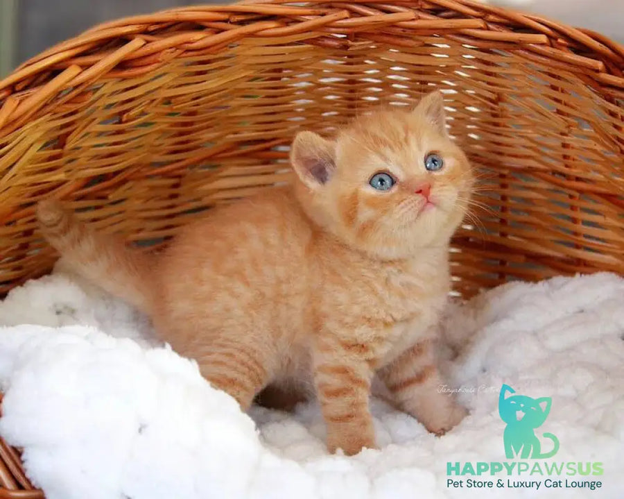 Patrick British Shorthair male red - live animals