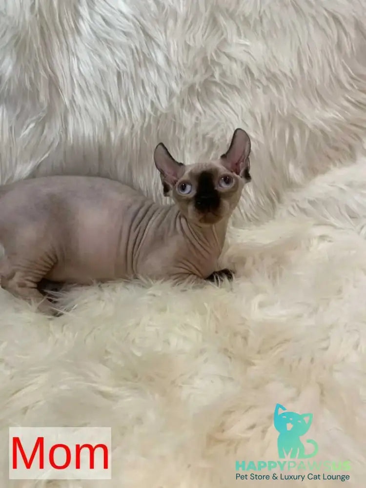 Patrick Dwelf male black pointed - live animals