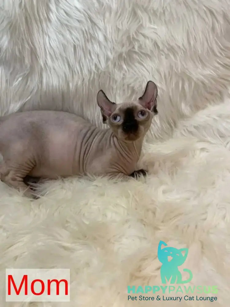 Patrick Dwelf male black pointed - live animals