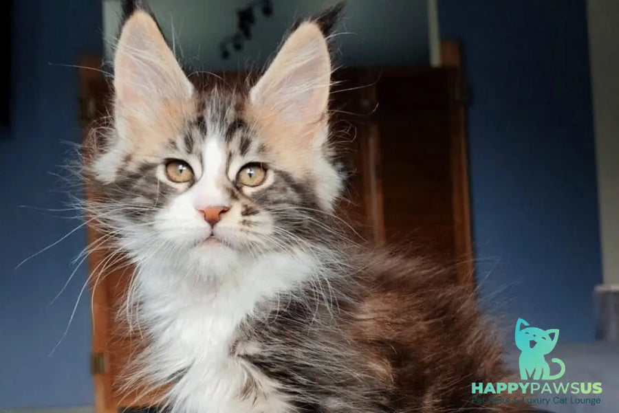 Patrick Maine Coon male black tabby with white - live animals