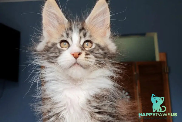 Patrick Maine Coon male black tabby with white - live animals