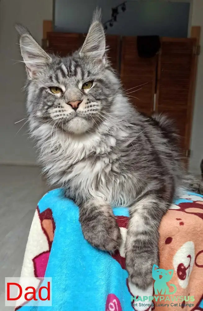 Patrick Maine Coon male black tabby with white - live animals