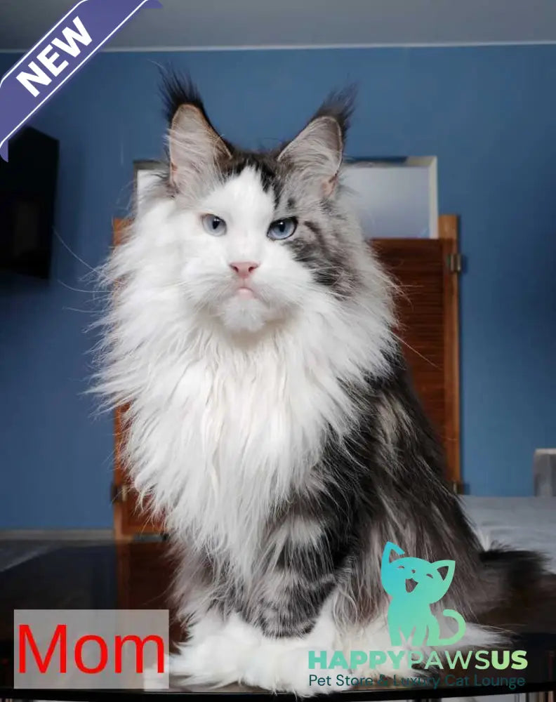 Patrick Maine Coon male black tabby with white - live animals