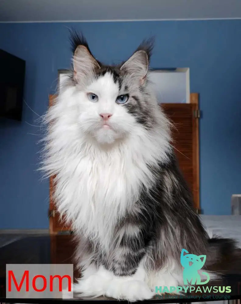 Patrick Maine Coon male black tabby with white - live animals