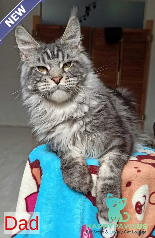 Patrick Maine Coon male black tabby with white - live animals