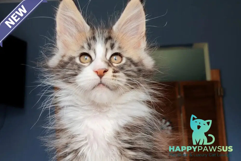 Patrick Maine Coon male black tabby with white - live animals