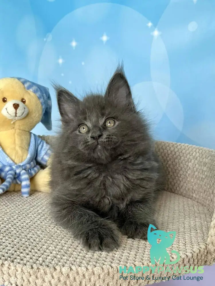 Patrick Maine Coon male blue silver live animals
