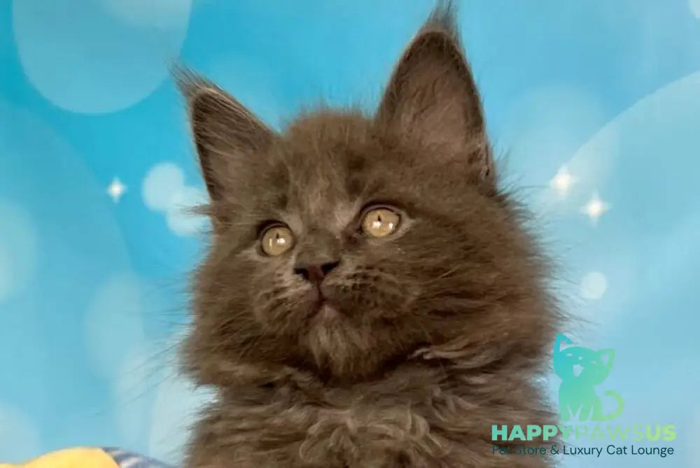 Patrick Maine Coon male blue silver live animals
