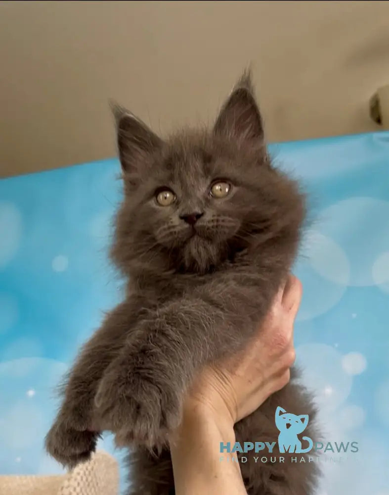 Patrick Maine Coon male blue silver live animals