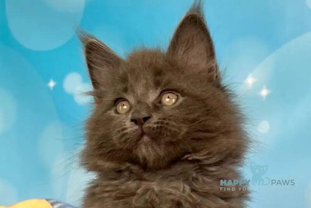 Patrick Maine Coon male blue silver live animals