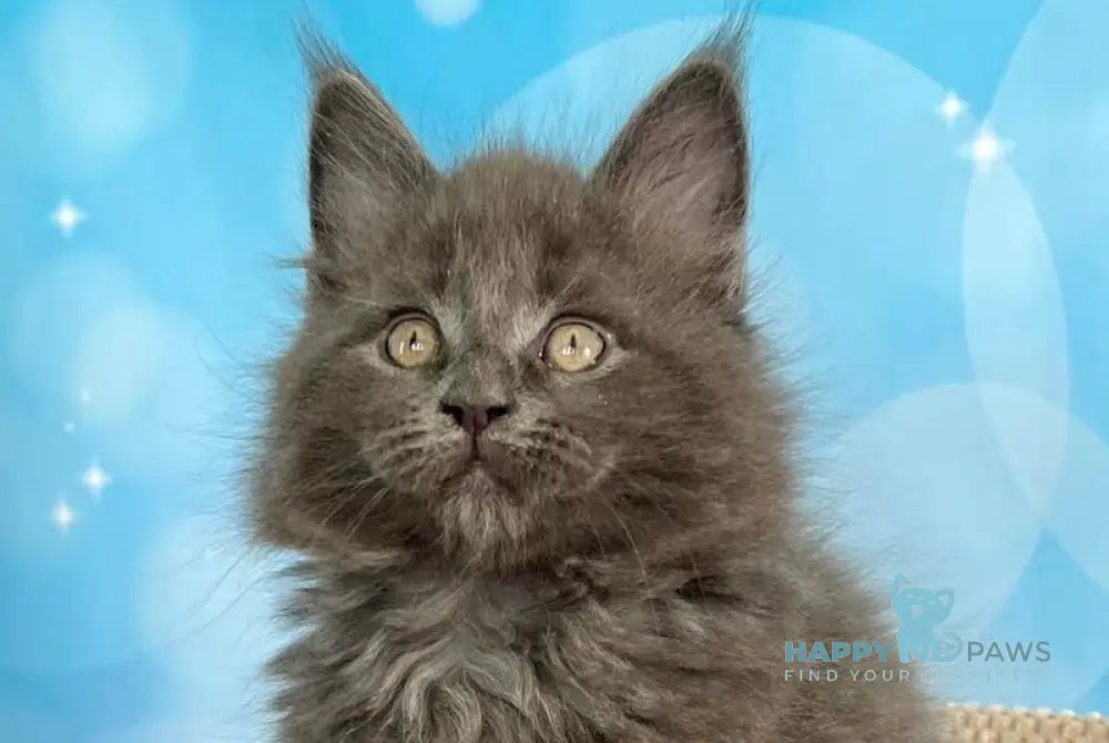 Patrick Maine Coon male blue silver live animals