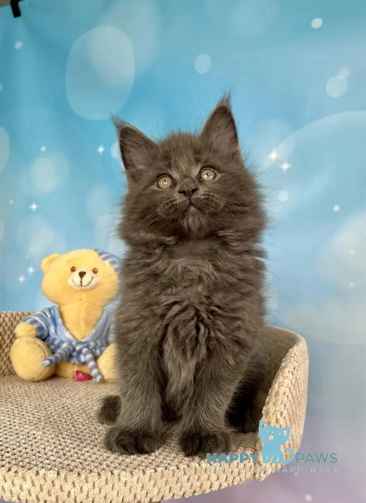 Patrick Maine Coon male blue silver live animals