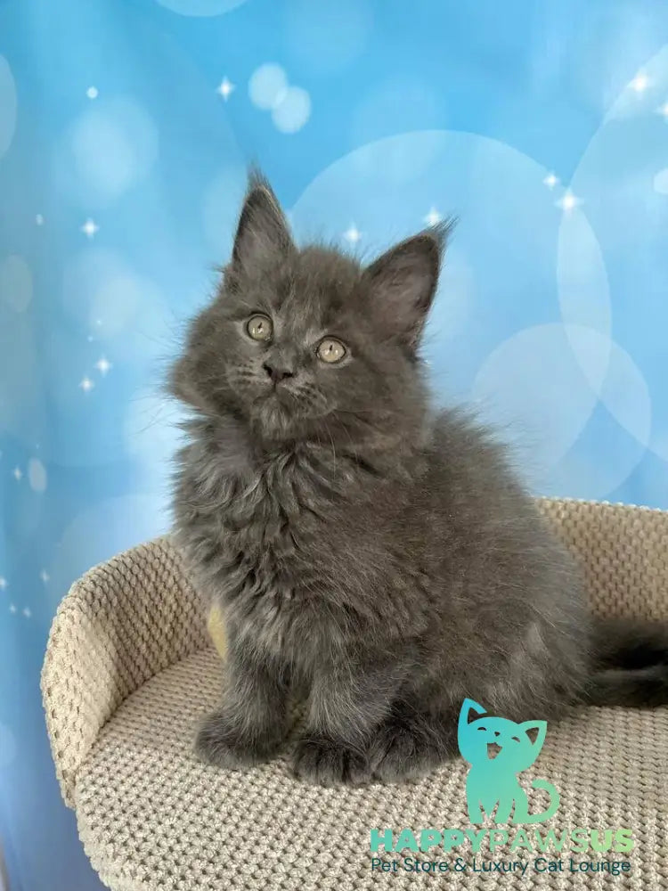 Patrick Maine Coon male blue silver live animals