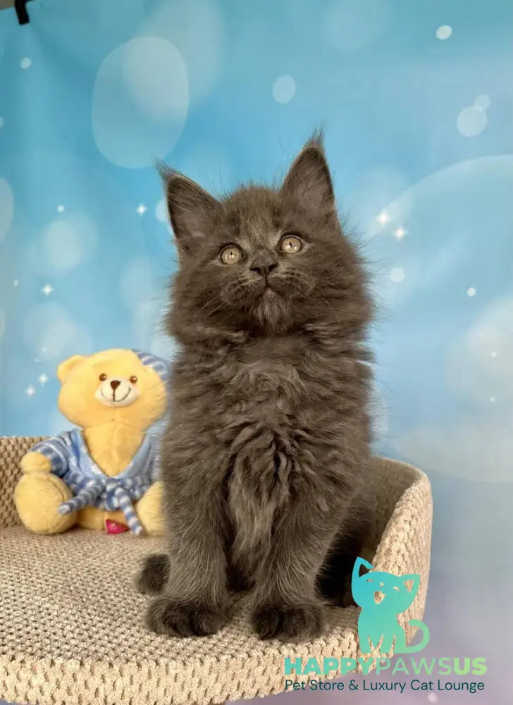 Patrick Maine Coon male blue silver live animals