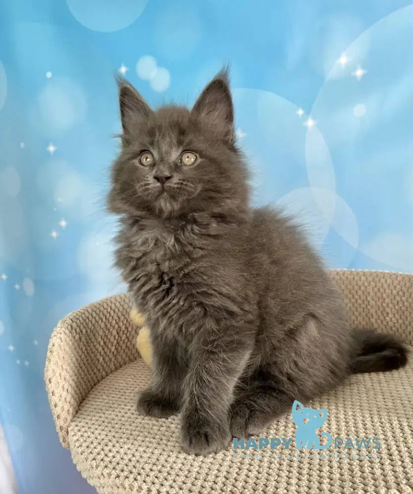Patrick Maine Coon male blue silver live animals