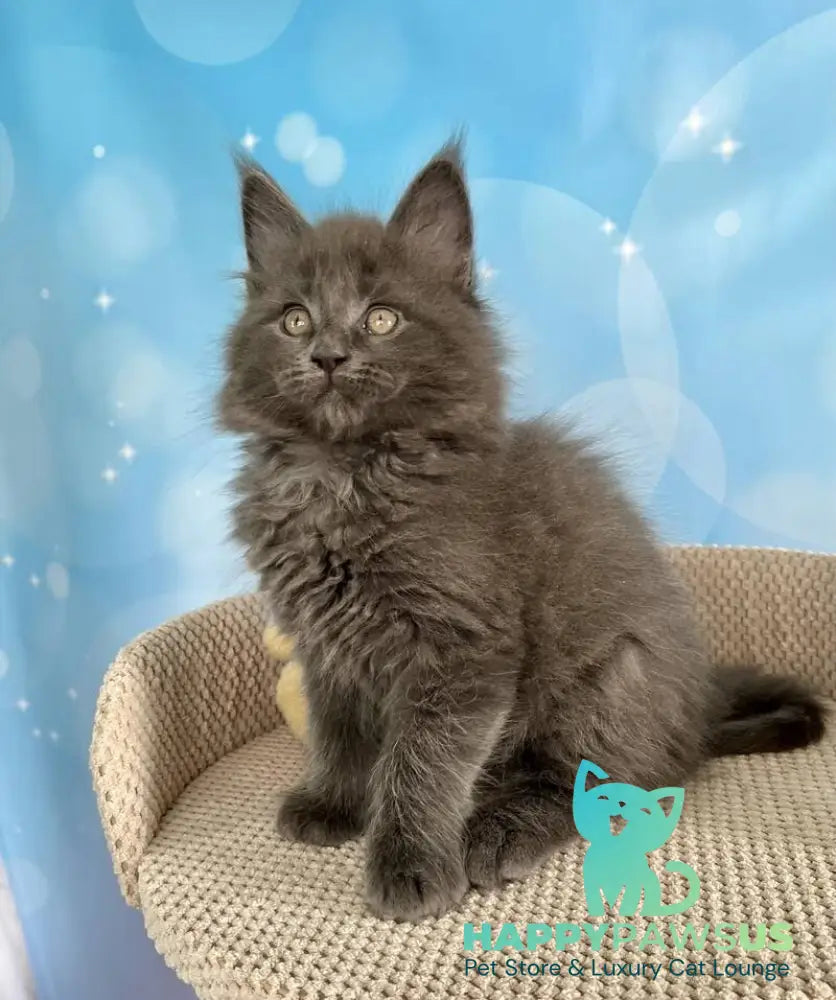 Patrick Maine Coon male blue silver live animals