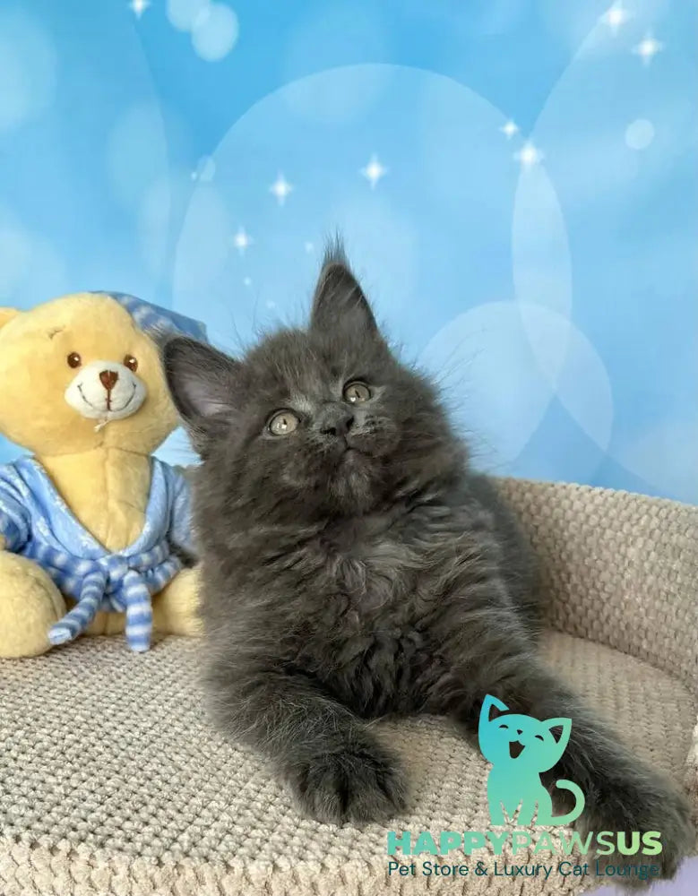 Patrick Maine Coon male blue silver live animals
