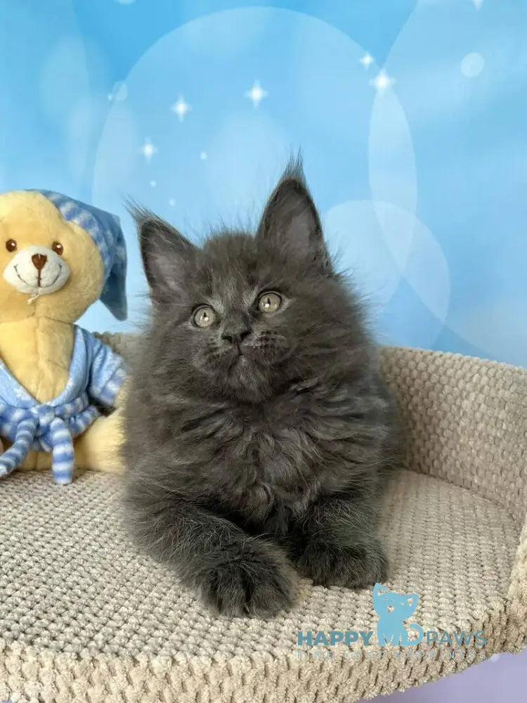 Patrick Maine Coon male blue silver live animals