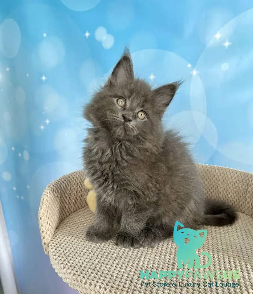 Patrick Maine Coon male blue silver live animals