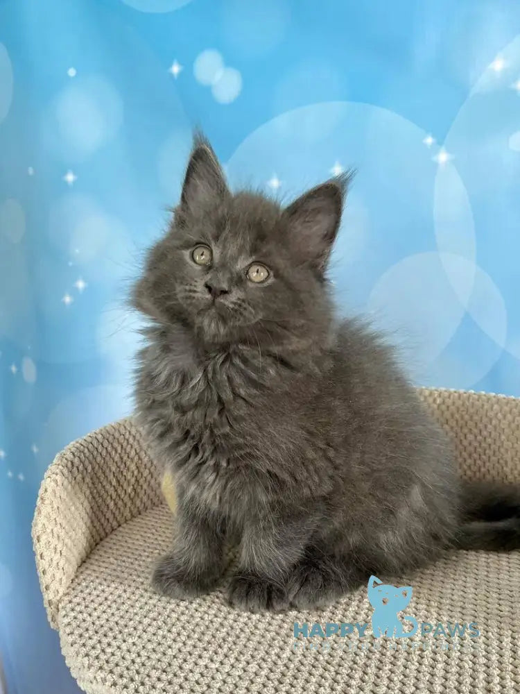 Patrick Maine Coon male blue silver live animals