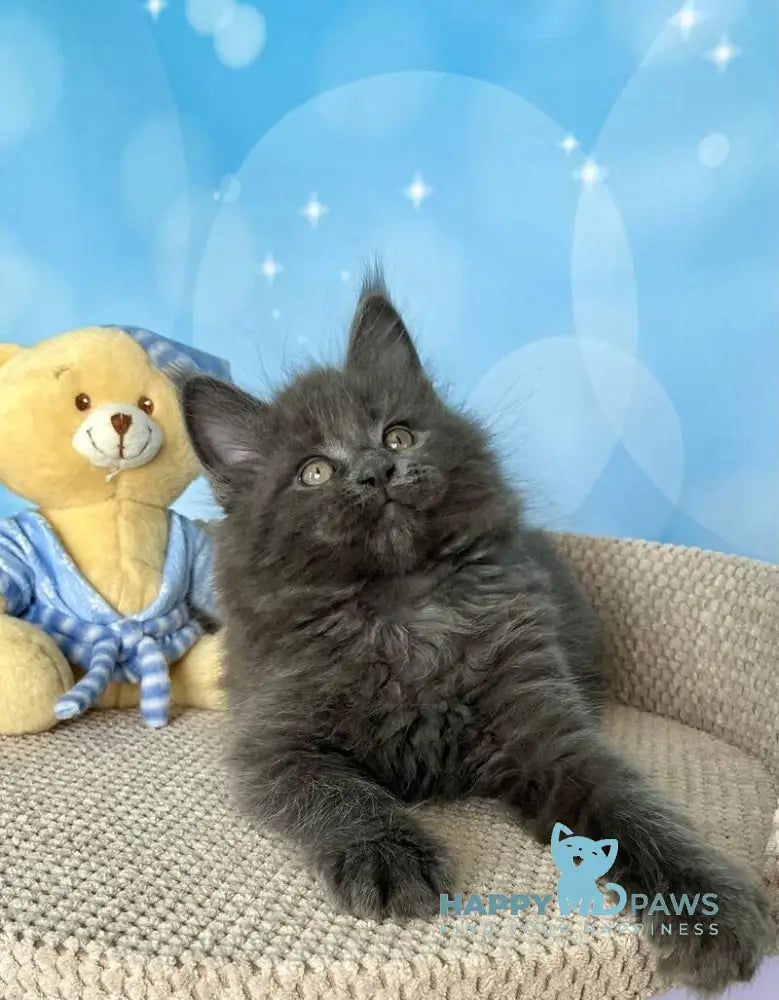 Patrick Maine Coon male blue silver live animals