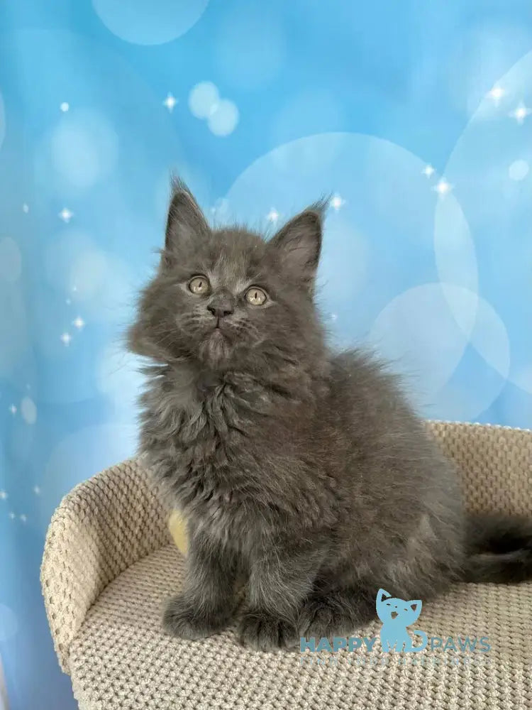 Patrick Maine Coon male blue silver live animals