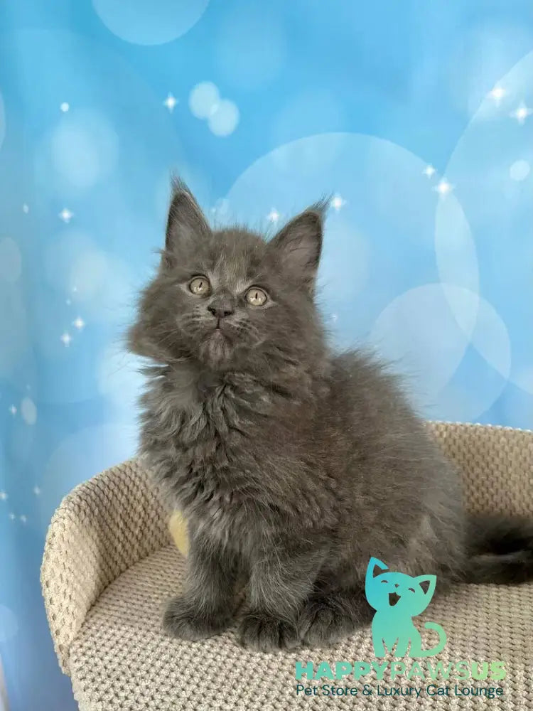 Patrick Maine Coon male blue silver live animals