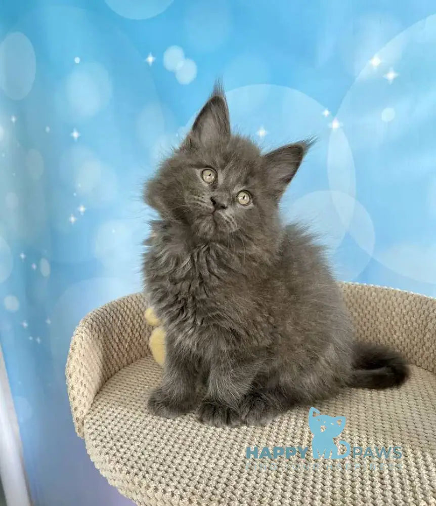 Patrick Maine Coon male blue silver live animals