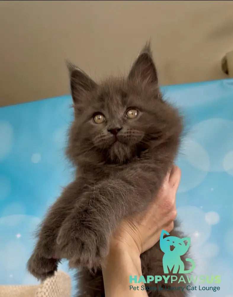 Patrick Maine Coon male blue silver live animals