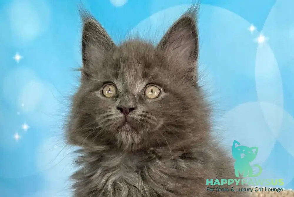 Patrick Maine Coon male blue silver live animals