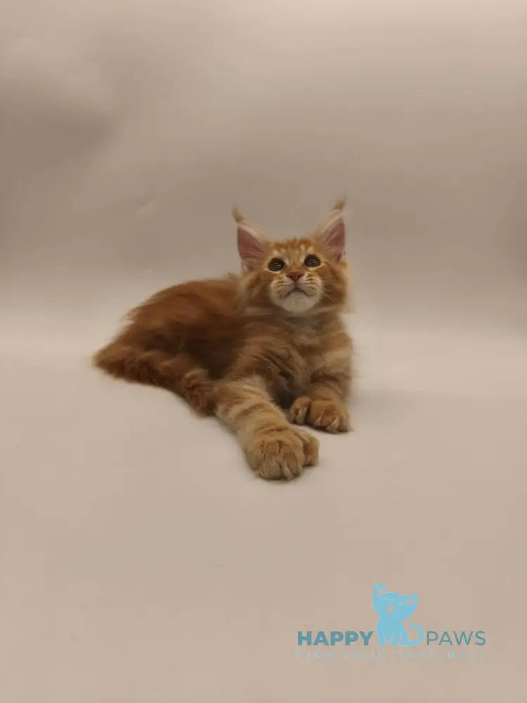 Patrick Maine Coon male red tabby live animals