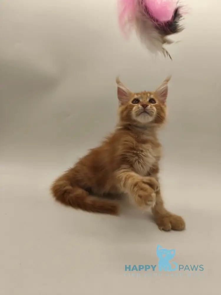 Patrick Maine Coon male red tabby live animals